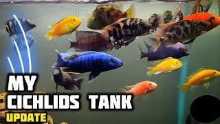 My African Cichlid Tank Update | Huge CICHLIDS TANK From Pakistan - Imran's World