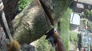 Tree Surgeon Helmet cam dismantling MASSIVE Monterey Pine