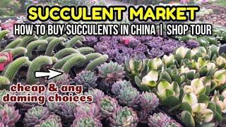 HOW TO BUY SUCCULENTS IN CHINA? || Cheap Succulent Shop and pots Tour • 다육식물 多肉植物