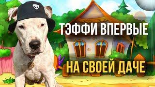 ВПЕРВЫЕ СТАФФОРД ТЭФФИ ТЕПЕРЬ НА СВОЕЙ ДАЧЕ | НАШ ДОМАШНИЙ VLOG | РЕАКЦИЯ ТЭФФИ НА ДАЧУ И НА КОШКУ