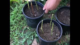 Making New Grape Vines From Cuttings (Reliance Grapes)