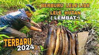 DAPAT BANYAK ‼️ BERBURU LELE LIAR (LEMBAT).. PASANG 30 TAJURAN DI DALAM LOBANG AKAR #predatorhitam