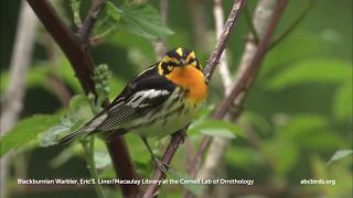 Blackburnian Warbler