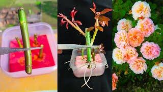 How to grow rose plant at home from cuttings || Simple method for home gardening