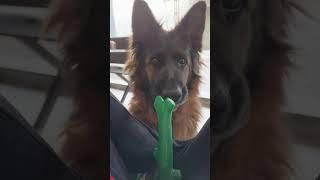 Игрушка для овчарки #немецкаяовчарка #овчарка #puppy #doglife #love #мем #мемсобака #germanshepherd