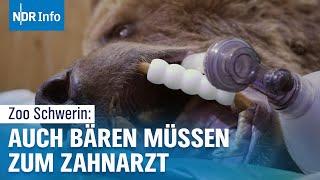 Zoo Schwerin: Ein Braunbär beim Zahnarzt | NDR Info