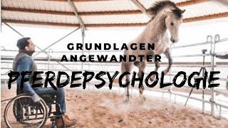 Grundlagen angewandter Pferdepsychologie | Timo Ameruoso