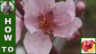 How to hand pollinate fruit trees
