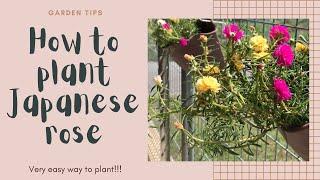 HOW TO PLANT JAPANESE ROSE: easy way for beginners