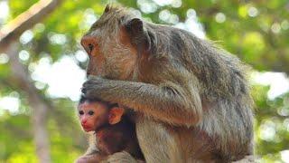 Really cute newborn baby monkey of Jade