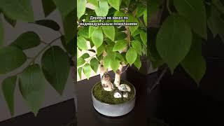 #озеленение на заказ #декор #интерьер #тренд #видео #стиль #бонсай #растения #flowers #designer #я
