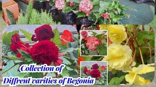 #begonia @suryafarmnnurseryrangbhang2493  collection of begonia plz visit n like share n subscrib