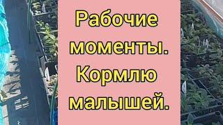 Осенняя подкормка маленьких саженцев гортензии Рабочие будни 