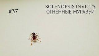 Solenopsis invicta//огненные муравьи//переселение