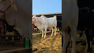 Gulabi Cattle Breed  | Top Pakistani Cattle on the Farm 