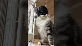 Dark Side #batman #maniecoon #dreamcat #dc #goviral #fypシ゚viral #fyp