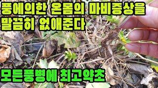 갯기름나물(식방풍)―풍으로 인해 몸이 굳어지는 마비증상 치료 및 신체 각 부분의 통증을  깨끗하게 없애준다