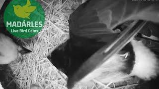 Tree sparrow attacks house martin nest