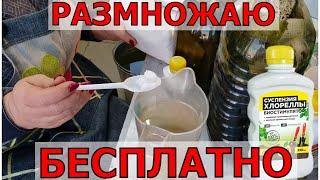 Удобрение на всю жизнь- легко, доступно, дешево для всех растений. Размножаем сами