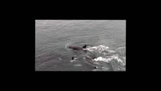 Killer Whales at Lime Kiln Point State Park