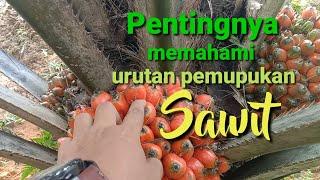 Pentingnya memahami urutan pemberian pupuk pada tanaman kelapa sawit