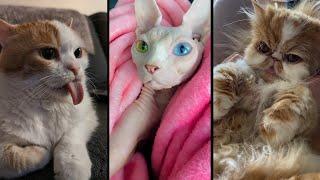Funny and cute CATS Videos Сompilation # 34