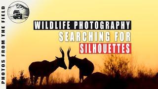 WILDLIFE PHOTOGRAPHY VLOGS -  RIETLVLEI SILHOUETTES