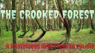 The Crooked Forest: A Mysterious Adventure in Poland