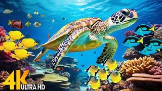 Ocean 4K - Sea Animals for Relaxation, Beautiful Coral Reef Fish in Aquarium(4K Video Ultra HD) #135