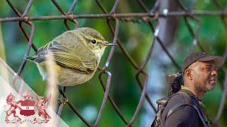 Christmas Lecture 2022: A World of Urban Birds | David Lindo