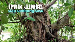 iprik jumbo ‼️siap sambung eleghant