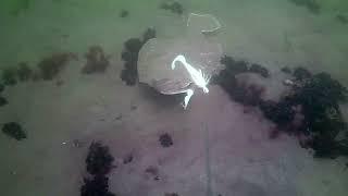 fishing summer flounder -fluke. underwater camera view