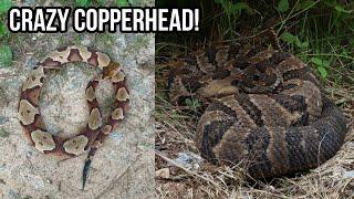 Early Summer Viper Activity in North Georgia! Hiking for Rattlesnakes and Copperheads