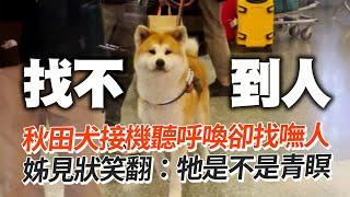 秋田犬接機！聽呼喚「青瞑」　姊目睹笑翻｜寵物動物｜呆萌｜狗狗｜精選影片