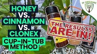 How To Root Cuttings | Honey vs. Cinnamon vs. CloneX |  THE RESULTS ARE IN