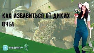 Как избавиться от диких пчел