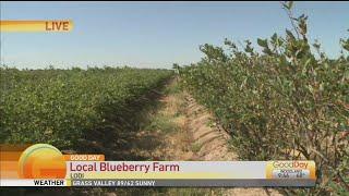 Local Blueberry Farm