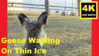 Geese Walking On Thin Ice - Miniature Schnauzer Brothers