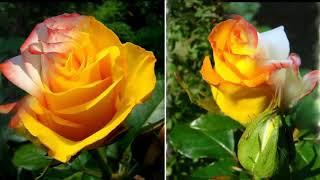 20 сортов роз для розария в саду  Лучшие сорта роз
