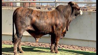 J&J Cattle Co: Lot #1904 F1 Braford Bull