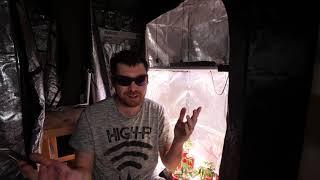 Where I See The Cannabis Movement Going In 10 To 20 Years And A New Led Unboxing