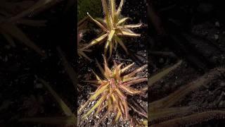 Watch Plants That Eat Bugs – Nature's Weird Wonders