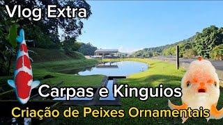 UMA das MAIORES CRIAÇÕES de PEIXES ORNAMENTAIS do BRASIL | CARPAS KOI e KINGUIOS