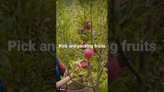 Fruits packing Jobs In Canada -18$ per Hour