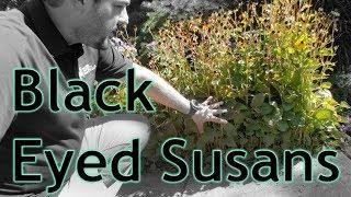 What To Do With Your Black Eyed Susans