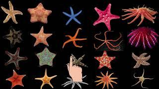 Different types of starfish