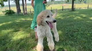 Get to know "started standard poodle puppy" Dallas!