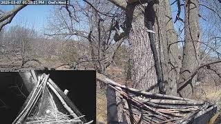 Owl Cam 2024-25 - Mar 7th, 2025 v2