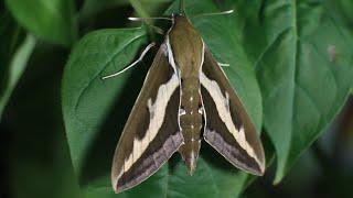 Бражник подмаренниковый / Hyles gallii / Bedstraw hawk-moth / Galium sphinx