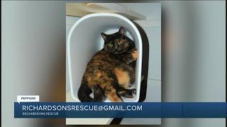 Paws for Pets: Peppurr, very talkative, sweet girl looking for a loving home